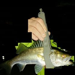 アジが渋いような気がする